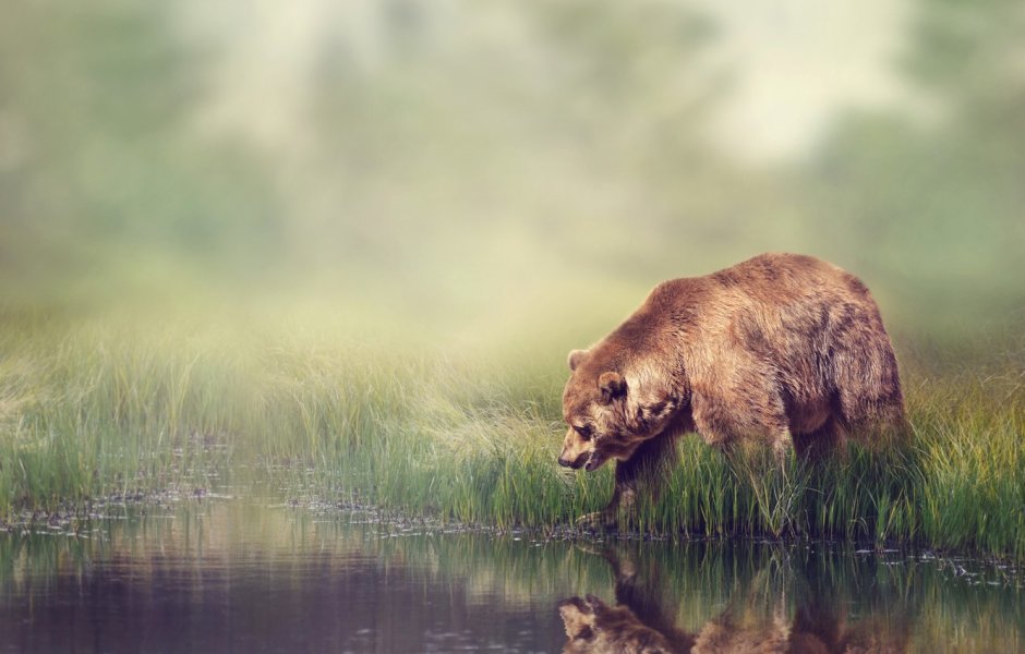 Медведь с боку