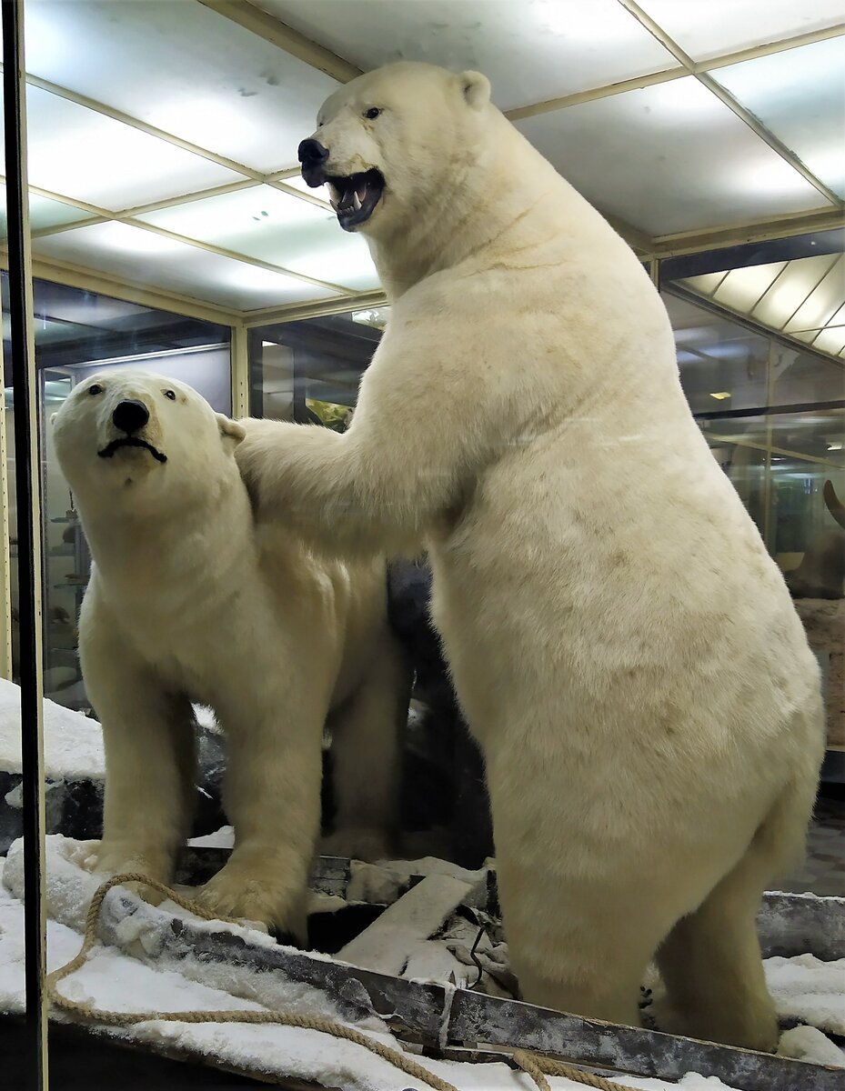 Белый медведь и человек