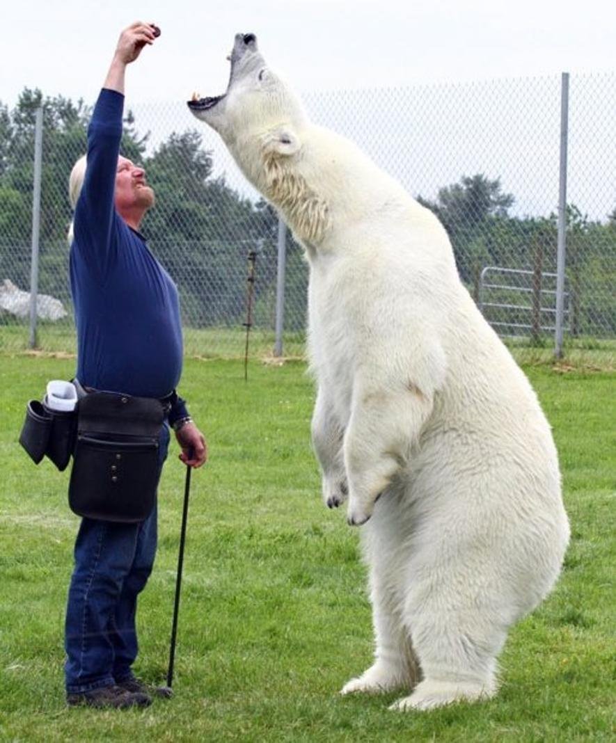 Белый медведь Владимир