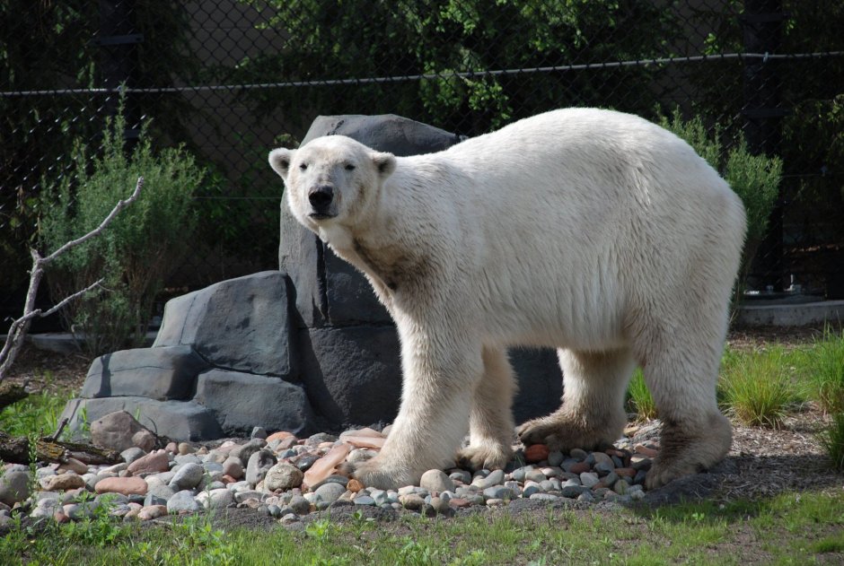 Древний Полярный медведь