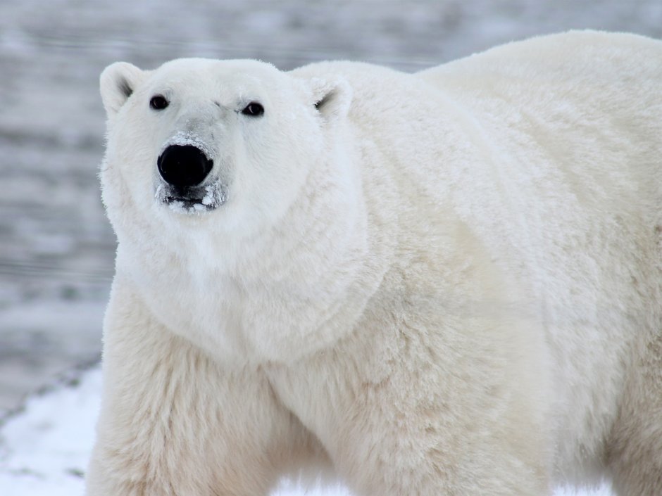 Полярный медведь сбоку