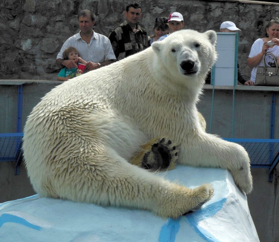Самый крупный белый медведь