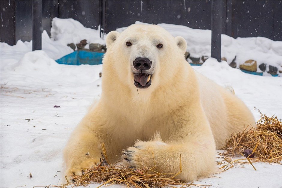 Самый большой белый медведь