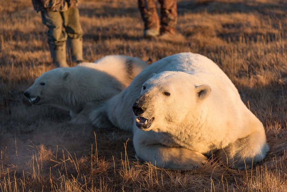Медведь большой белый