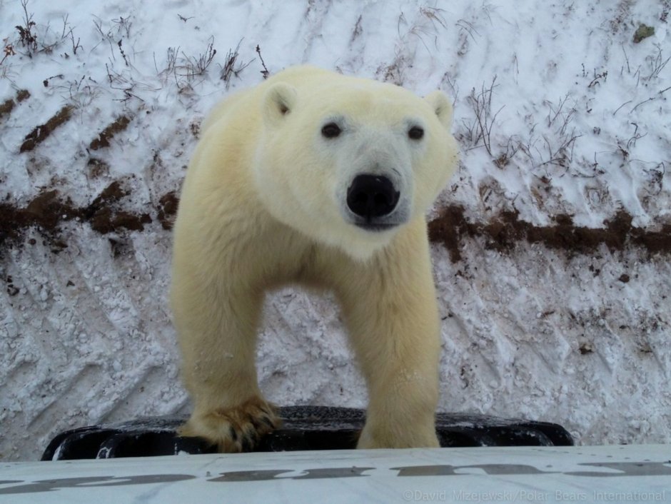 Гигантский белый медведь