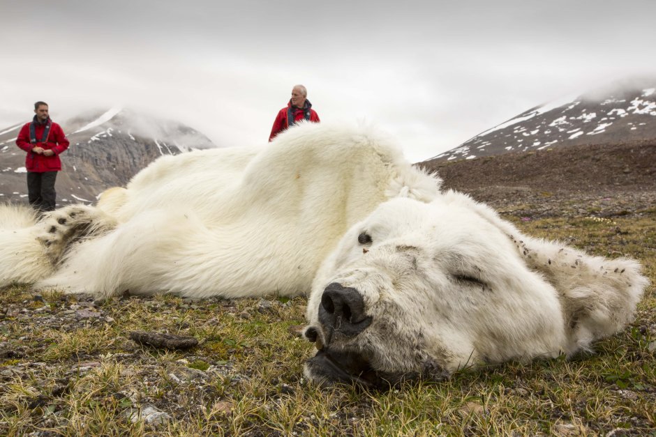 Белый медведь Ursus maritimus