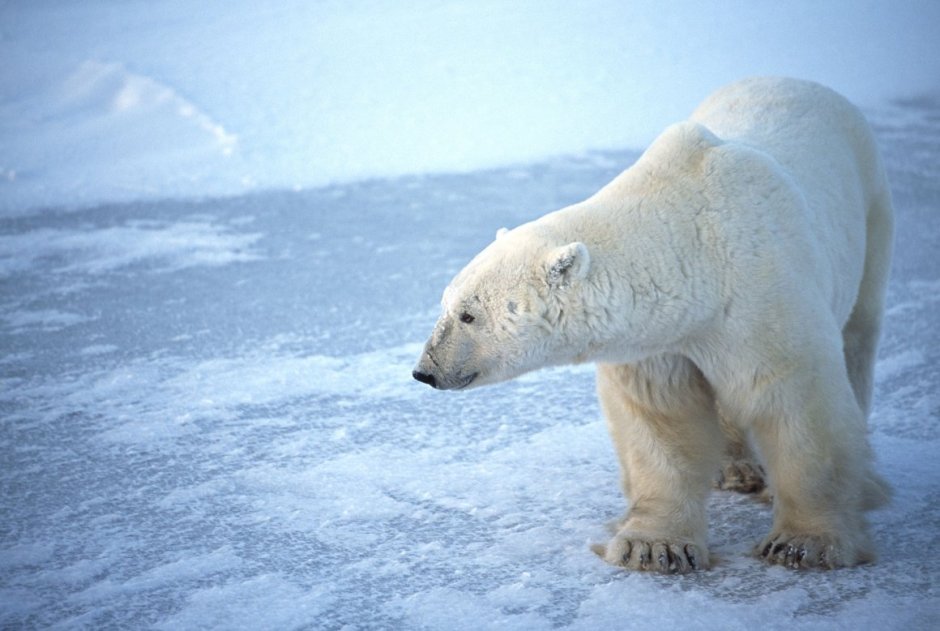 Гигантский белый медведь вымерший