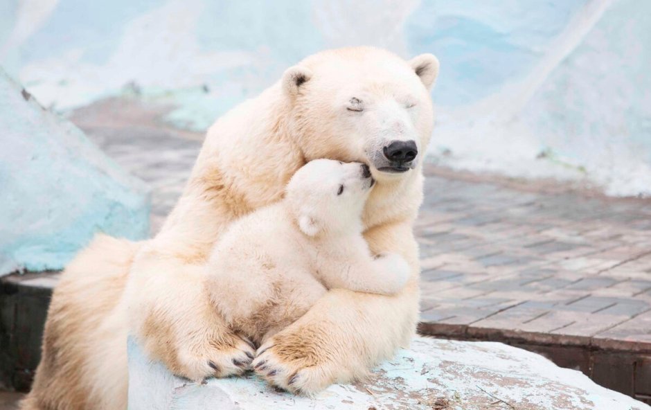 Гигантский белый медведь вымерший