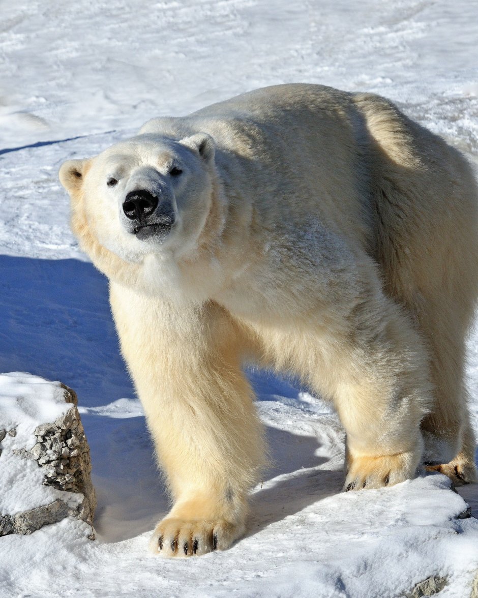 Белый медведь и Гризли