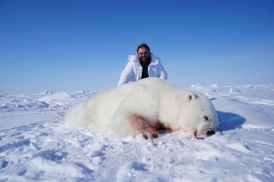 Гигантский белый медведь