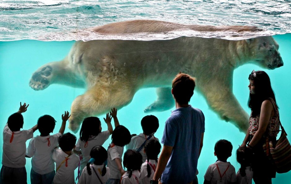 Белый медведь (лат. Ursus maritimus)