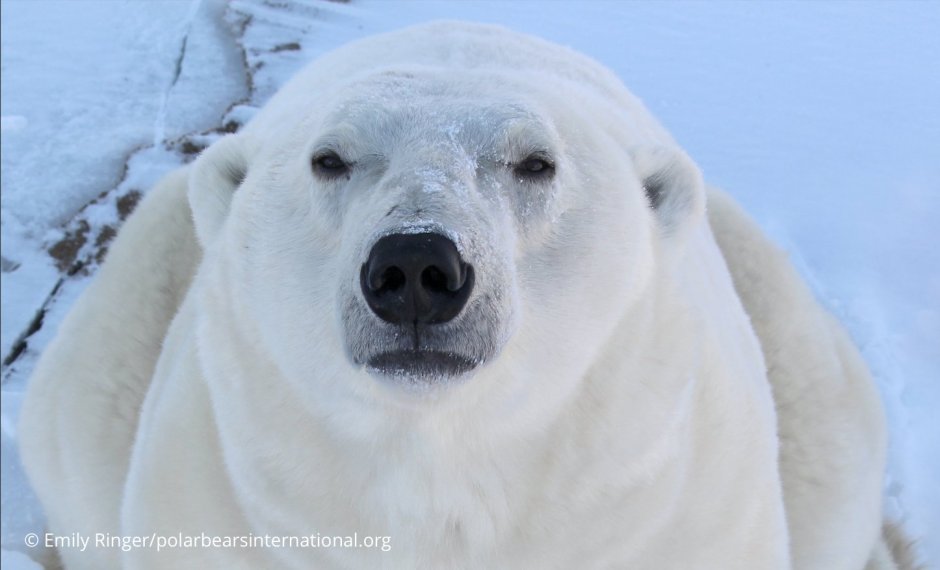 Гигантские Полярные медведи