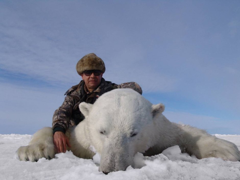 Белый медведь и человек