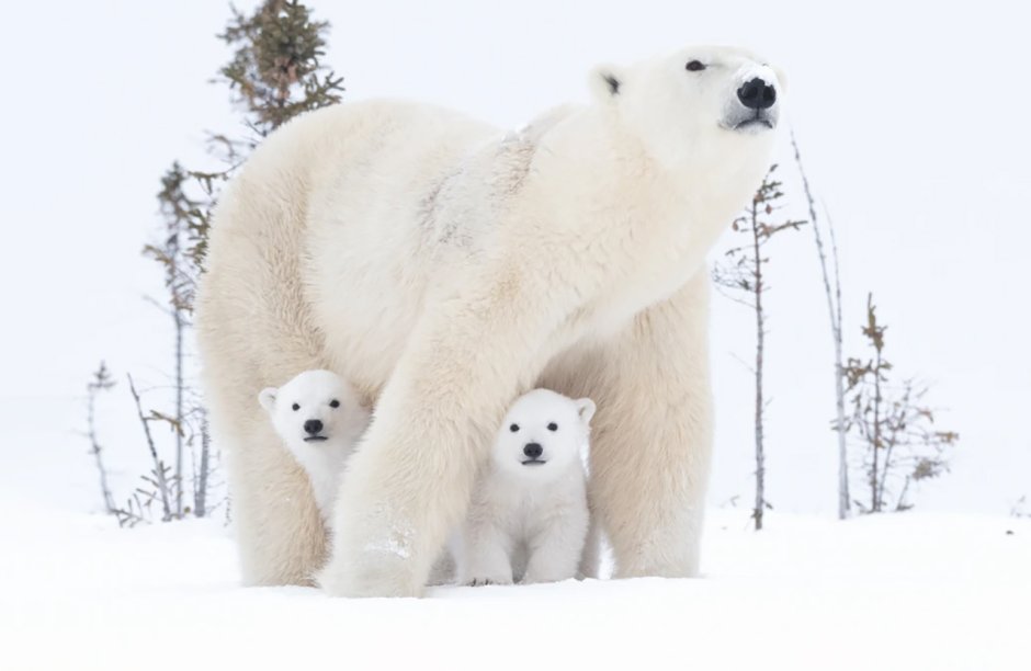 Чукотка остров Врангеля