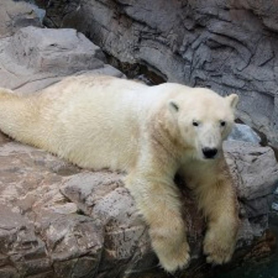 Толстяк Альберт медведь