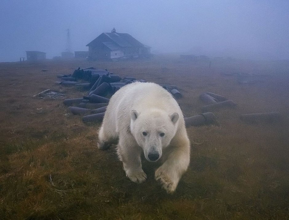 Дикие животные белый медведь