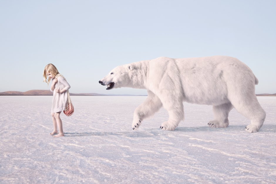 Белые медведи в Арктике