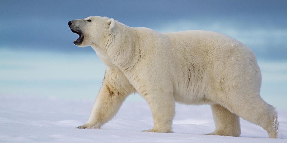 Белый медведь и Полярный медведь