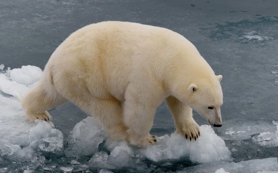 Белый медведь и человек