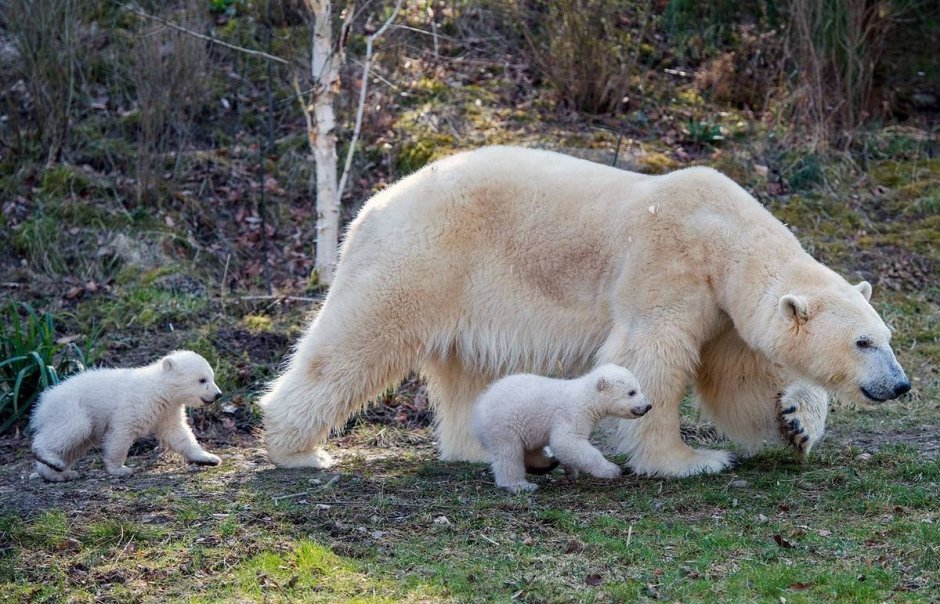 Старый белый медведь