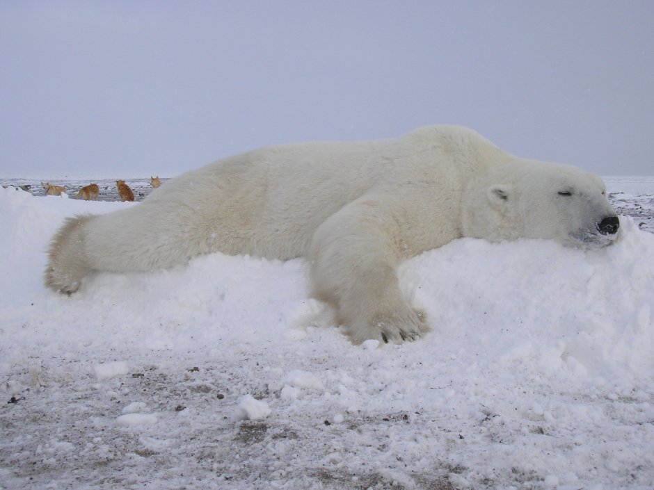 Марк Дюма и белая Медведица Эйджи