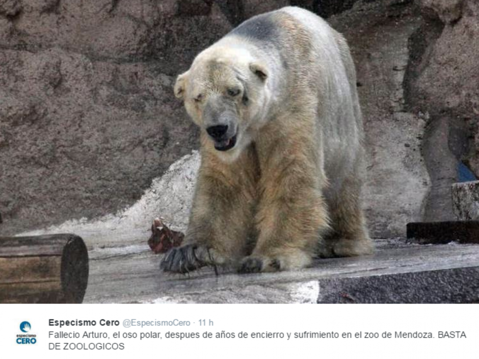 Белый медведь