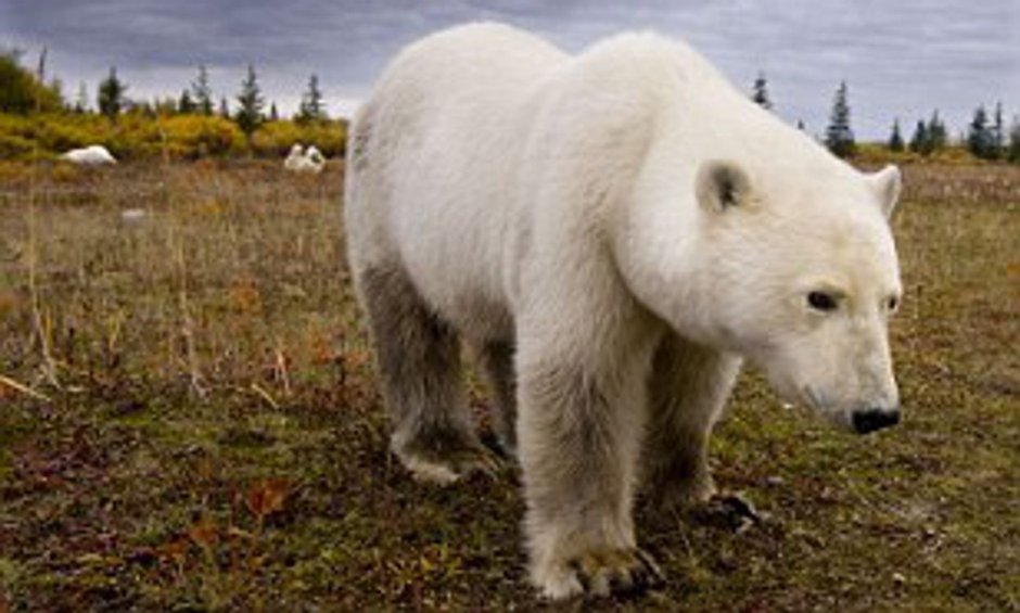 Самый большой белый медведь