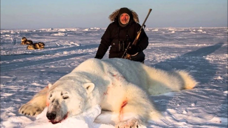Белый медведь по сравнению с человеком