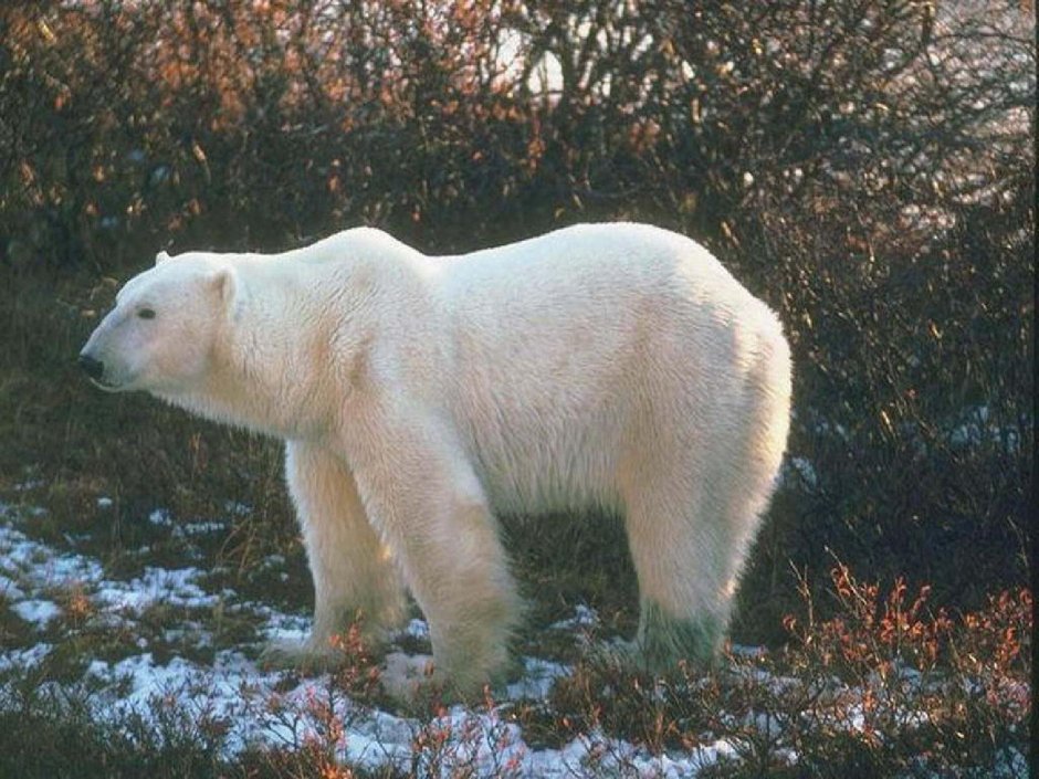 Дмитрий Кох белые медведи на заброшенной метеостанции фото