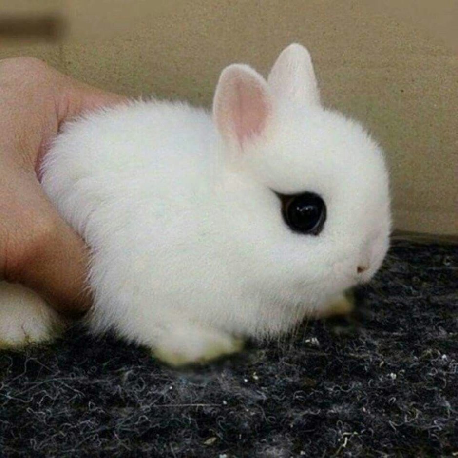 Самый маленький Кротик