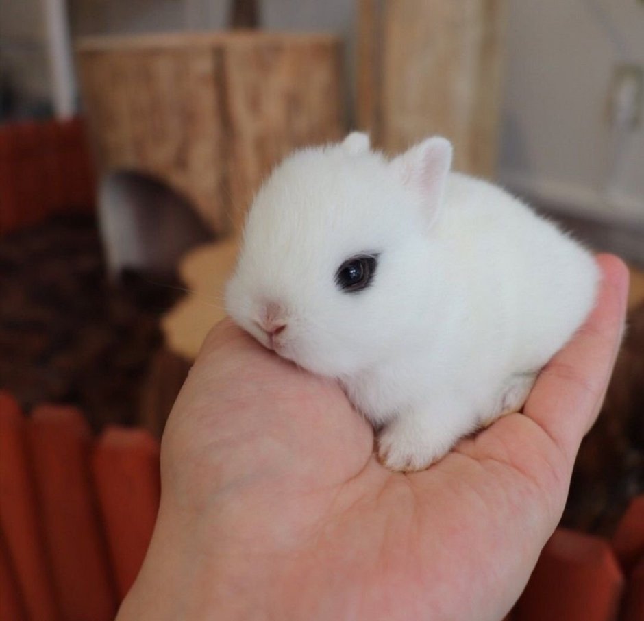 Маленький белый кролик