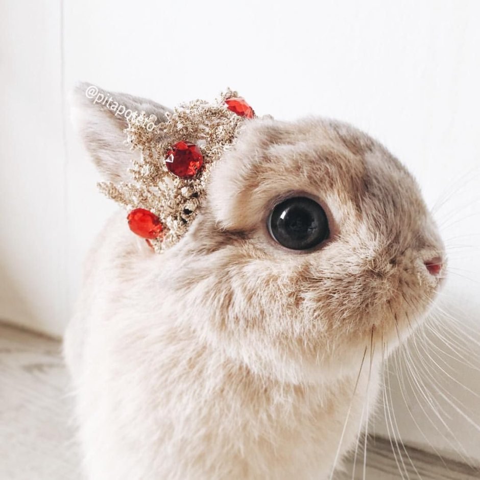 Зайка с короной
