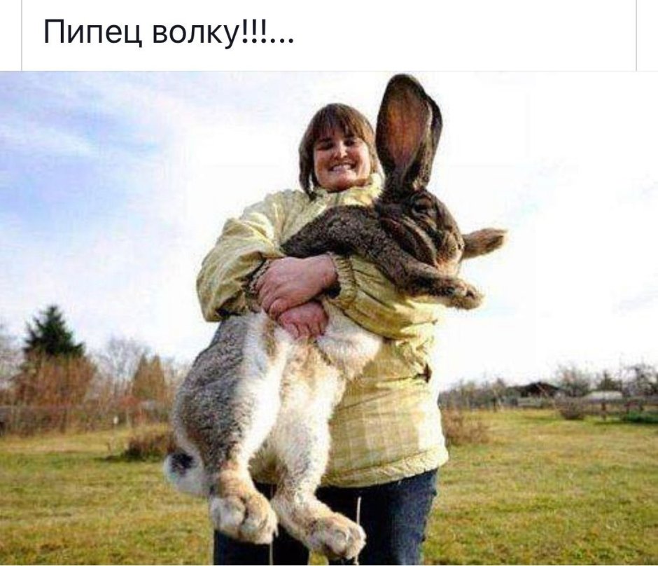 Самый большой заяц