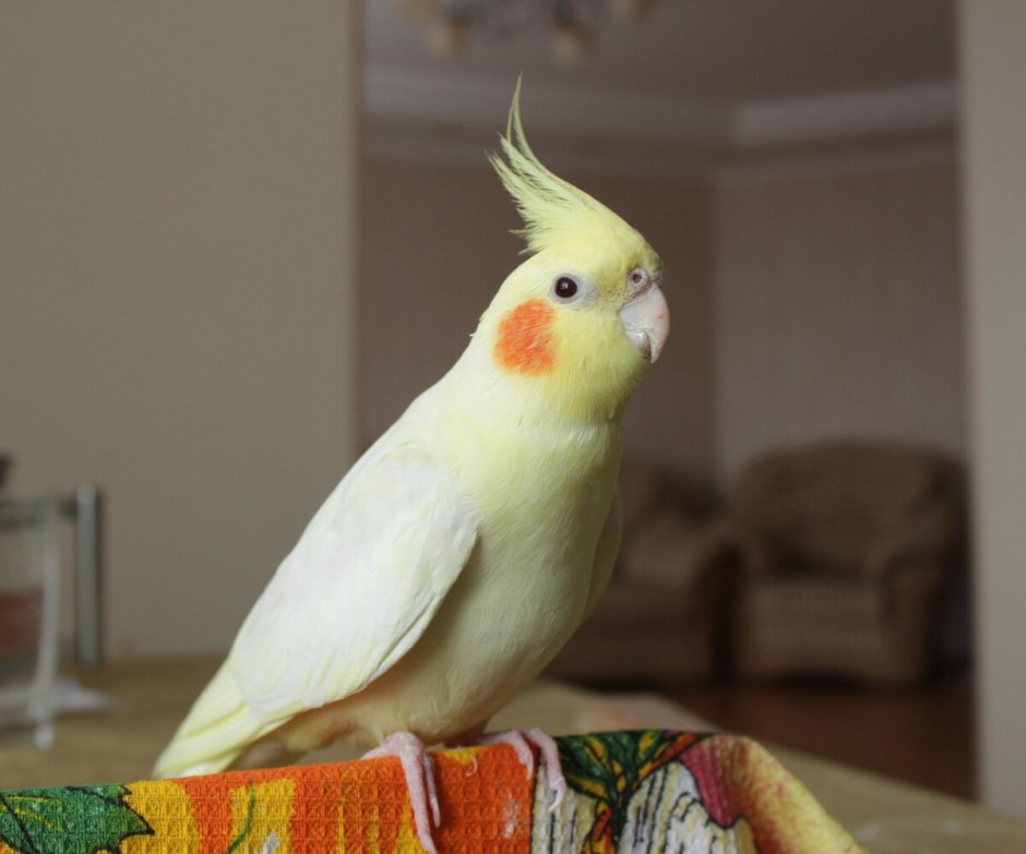 Корелла лютино