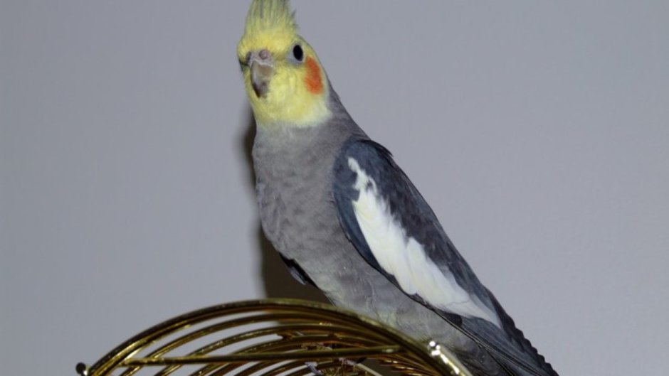 Корелла альбинос