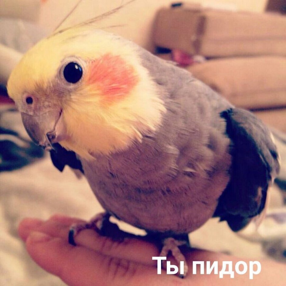 Референсы попугая корелла