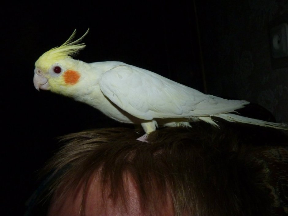 Попугай корелла PNG