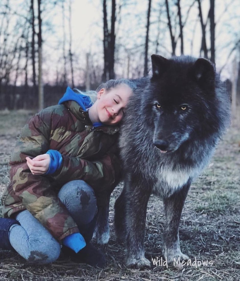 Волк и собака сравнение
