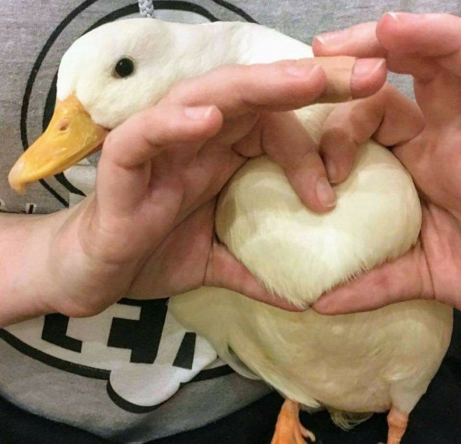 Утка с сердечком