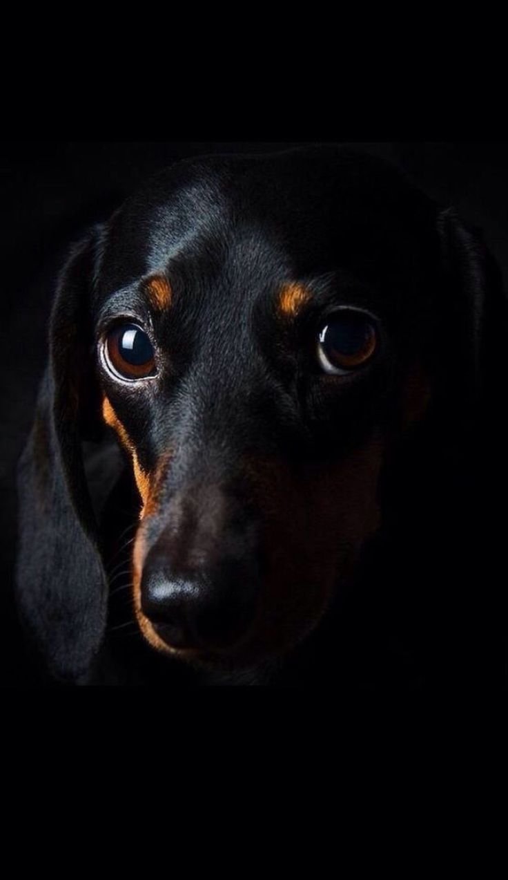 Такса на черном фоне