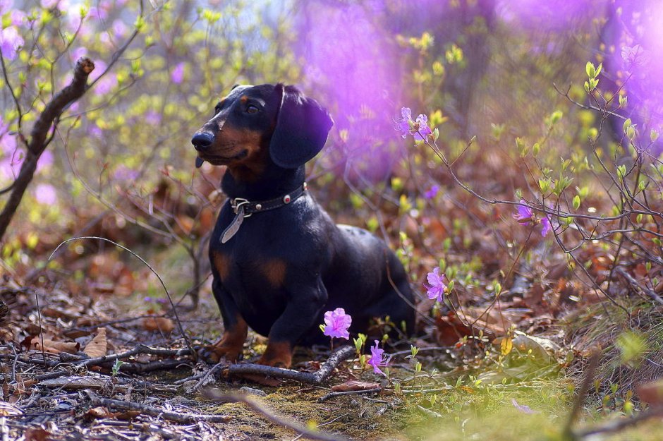 Карликовая такса