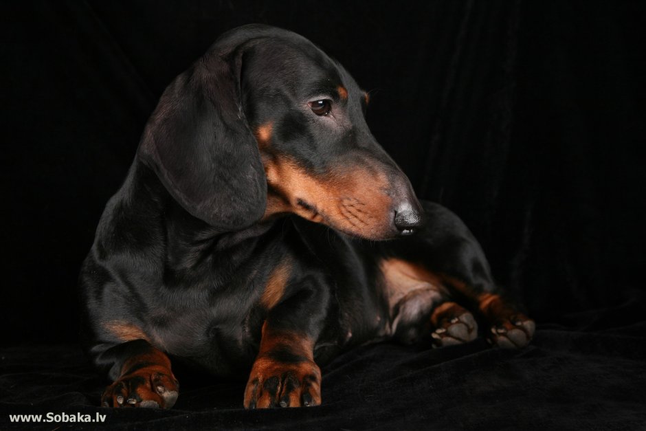 Такса на темном фоне