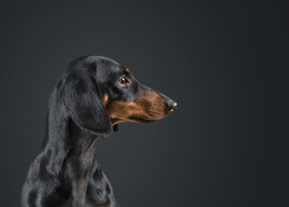 Такса на темном фоне