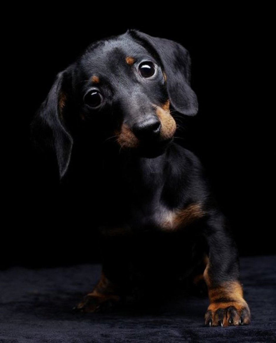 Кроличья такса черная