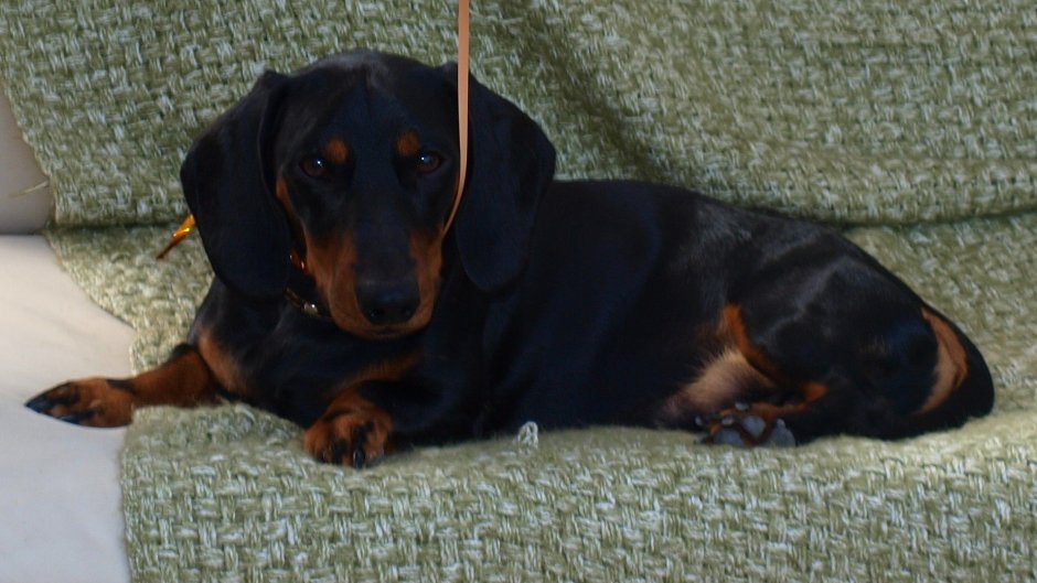 Афганская такса собака