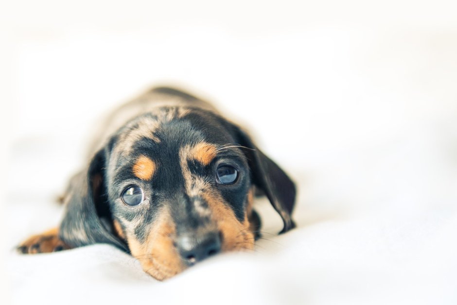 Такса длинношерстная шоколадная