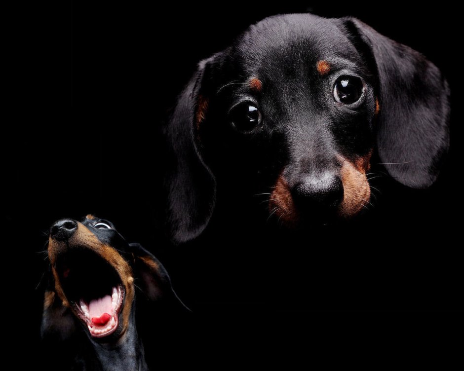 Черная такса на черном фоне