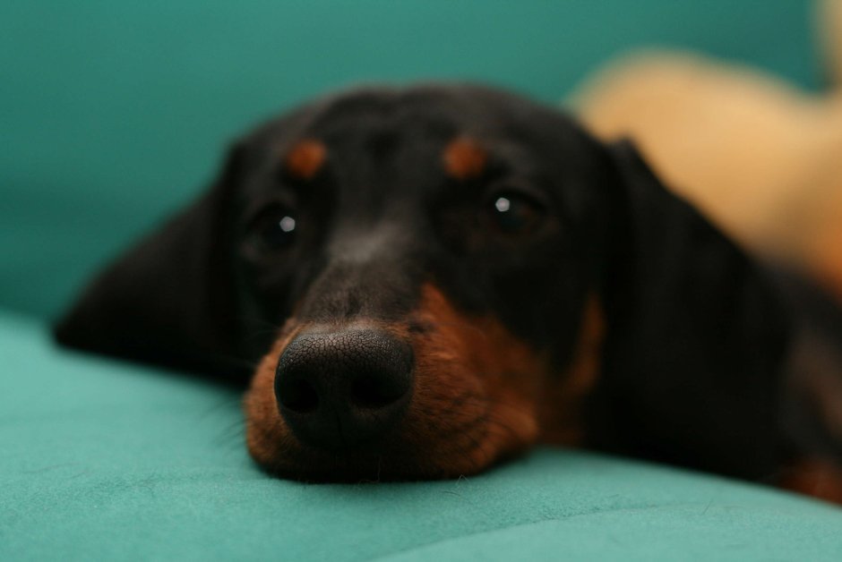 Такса потягивается