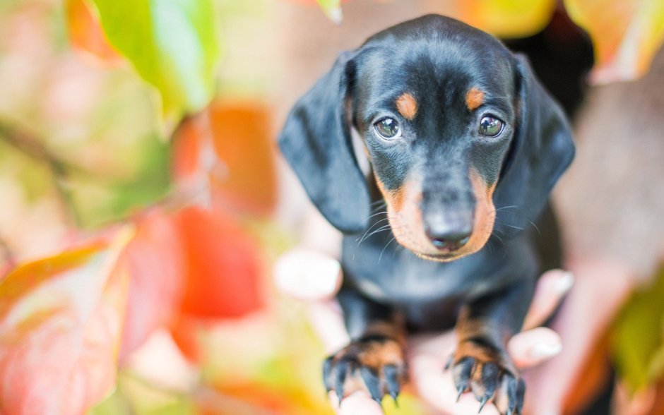 Такса осень