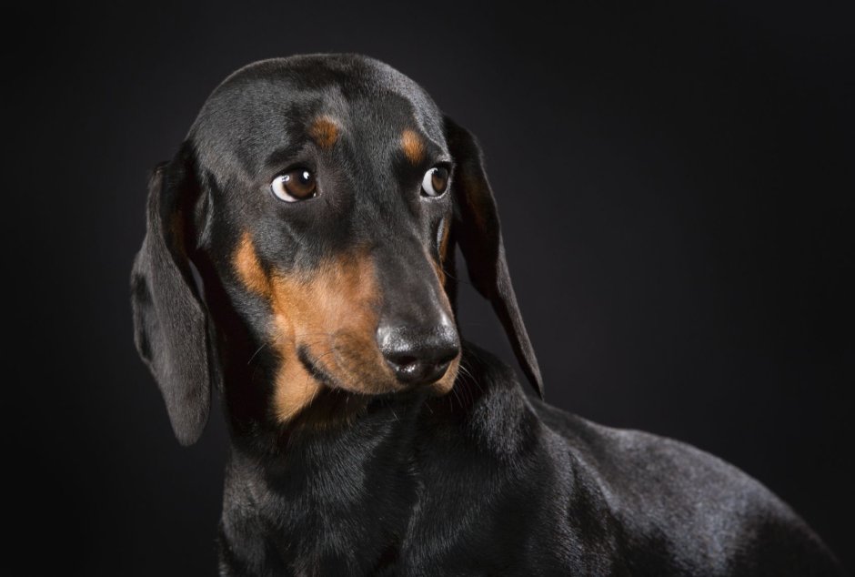 Такса гладкошерстная